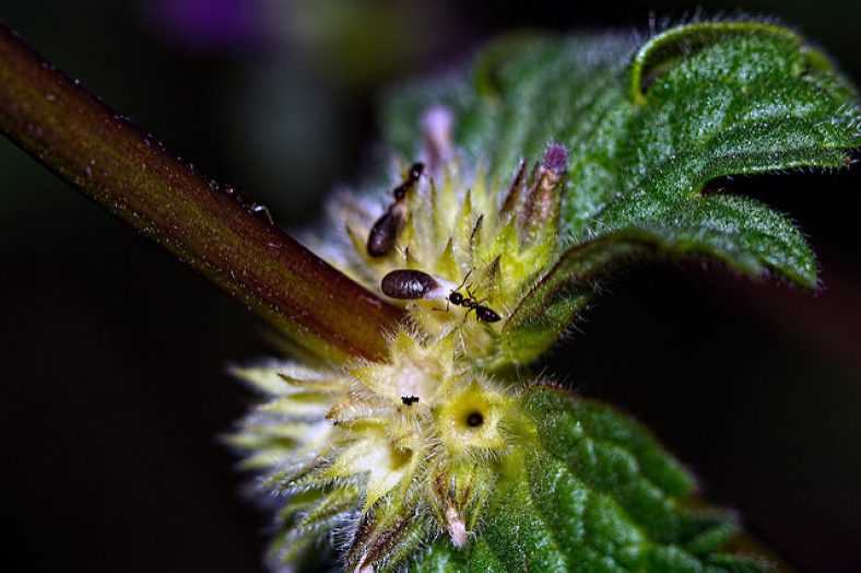 Most unusual Dispersal of Seeds by Animals Agriculturegoods