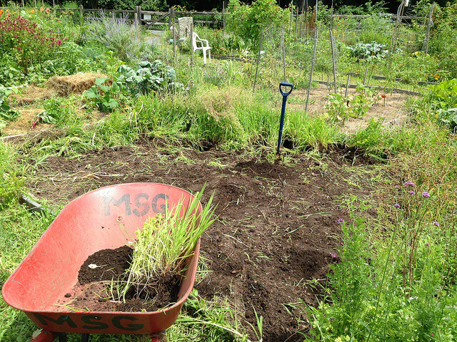 Natural Ways To Get Rid Of Weeds And Grass From Growing In Garden