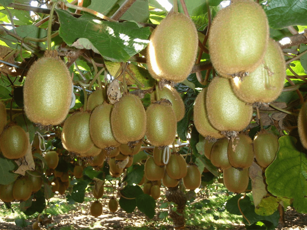 Kiwi Fruit Cultivation | Guide For Beginners Of Kiwi Farming