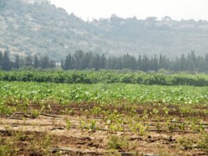 Agriculture