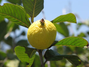 Guava Fruits