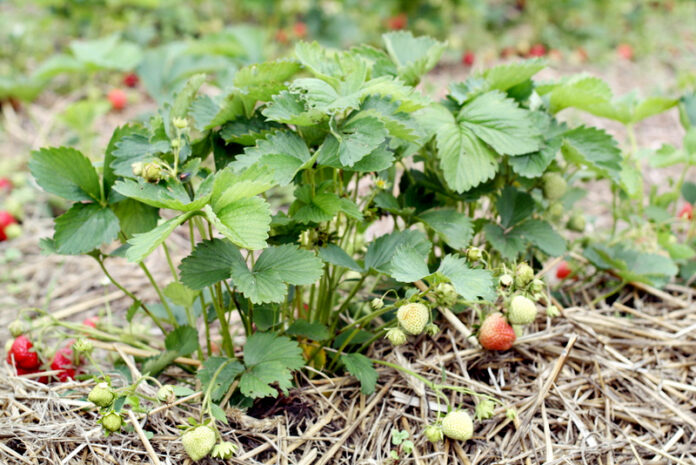 Organic Farming