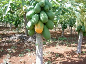 Papaya Tree