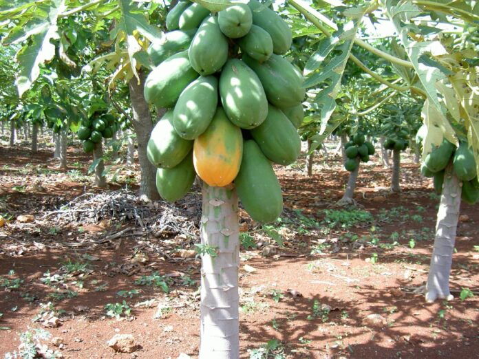 papaya_tree Papaya Tree