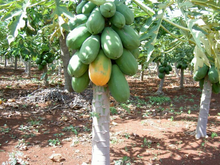 Growing Papaya Tree Agriculture Goods