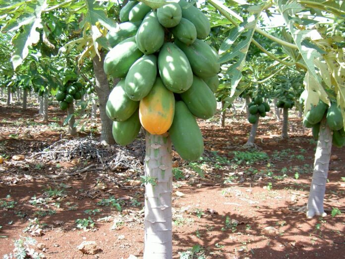 papaya maschio è femmina