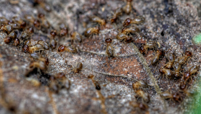 termites