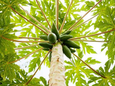 Papaya Tree