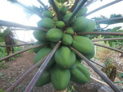 Papaya Tree