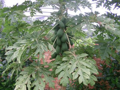 Papaya Tree