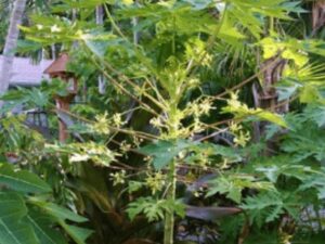Papaya Tree