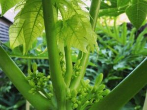 Papaya Tree