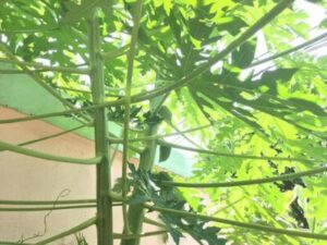 Papaya plant