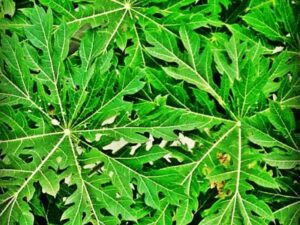 Papaya Leaves