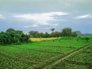 Agriculture