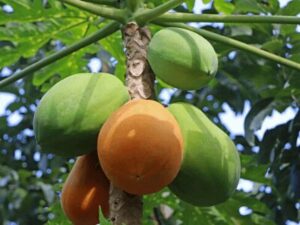 papaya fruit