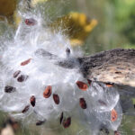 dispersal_of_Seeds_by-animals