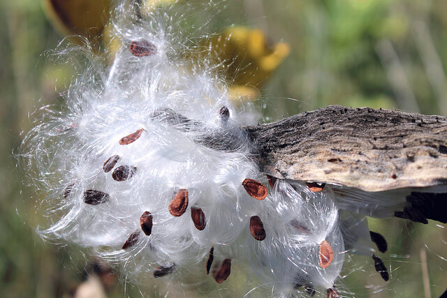Most unusual Dispersal of Seeds by Animals | Agriculturegoods