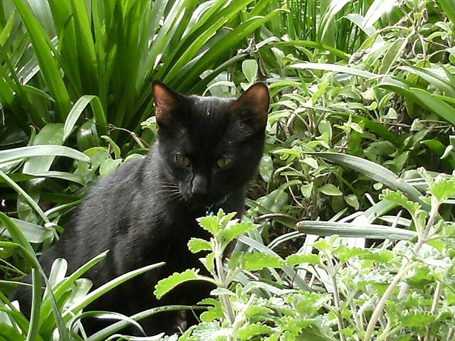 Cats for Gardening