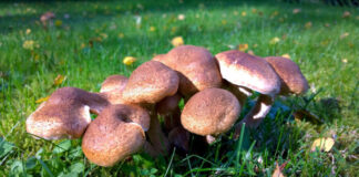 Best ways to get rid of mushrooms in lawn grass