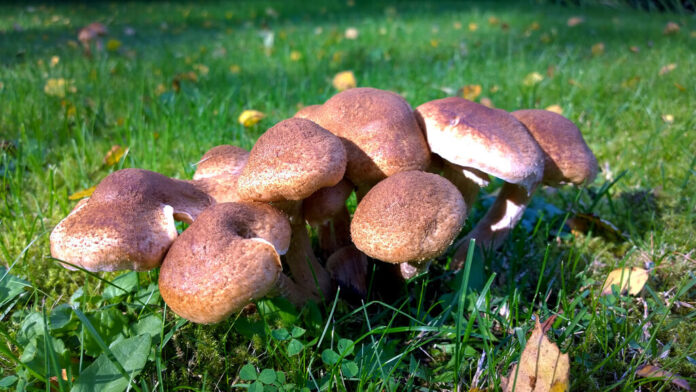 Best Ways To Get Rid Of Mushrooms In Lawn Grass Agriculture Goods