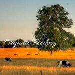 Organic Feeding