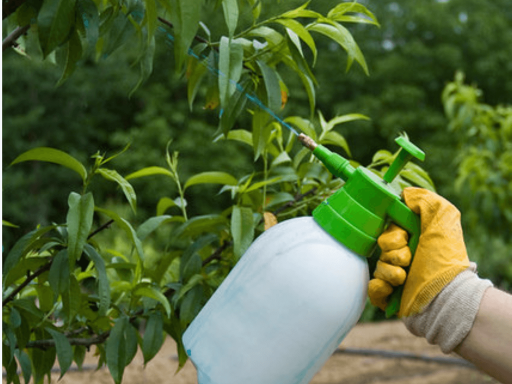 Growing Papaya Tree - Agriculture Goods