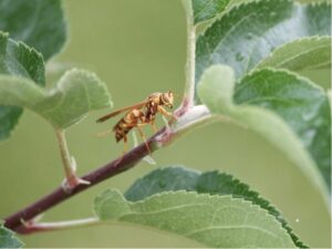 pest control