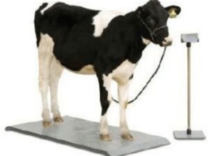 Livestock Scales