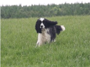 working dog