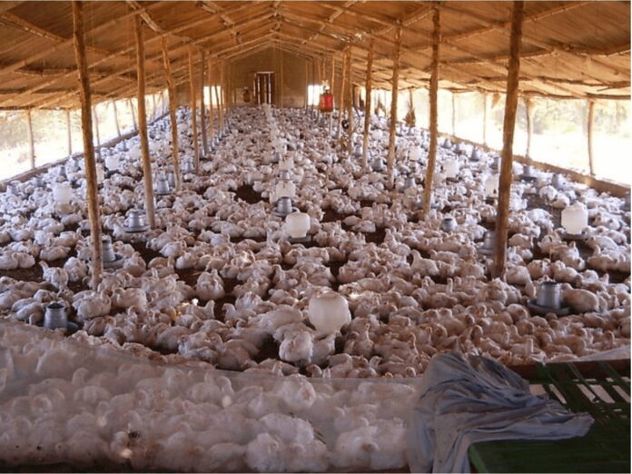 poultry farm