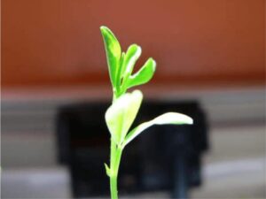 Hydroponics Yields