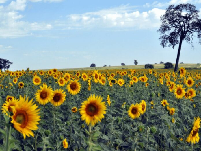 Sunflower seeds