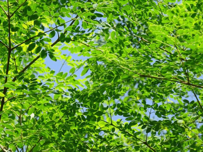 Moringa leaves