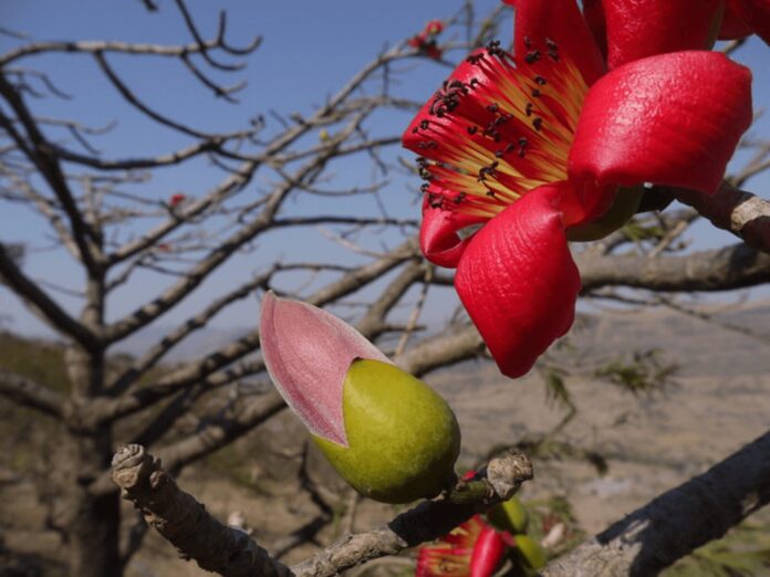 Buruga tree