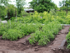 Planting vegetables