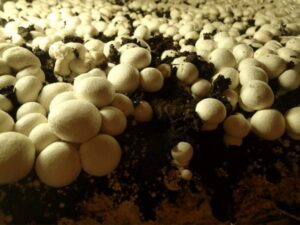 Polyhouse Mushroom