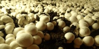 Polyhouse Mushroom