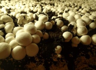 Polyhouse Mushroom
