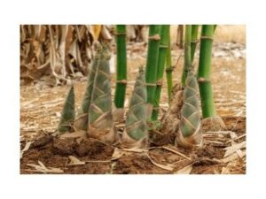 Bamboo Shoots