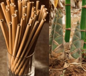 Bamboo Shoots