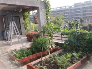 Organic Terrace Garden