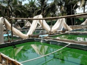 Spirulina Cultivation