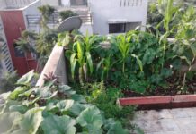 Organic Terrace Garden