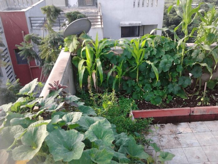 Organic Terrace Garden