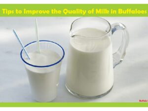 Milk in Buffaloes
