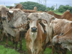 Gir Cow