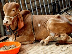 Gir Cow