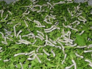 Silkworm