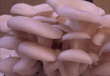 Fattoria di funghi